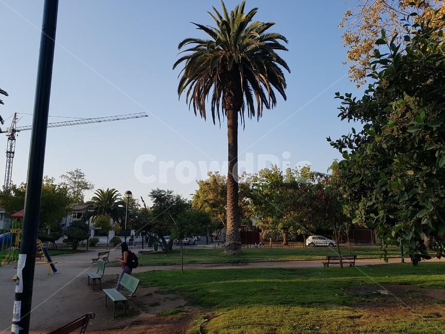 plant,식물,tree,나무,human,야자수,palmtree,arecaceae,인간,person,사람,grass,잔디,칠레,남미,남아메리카