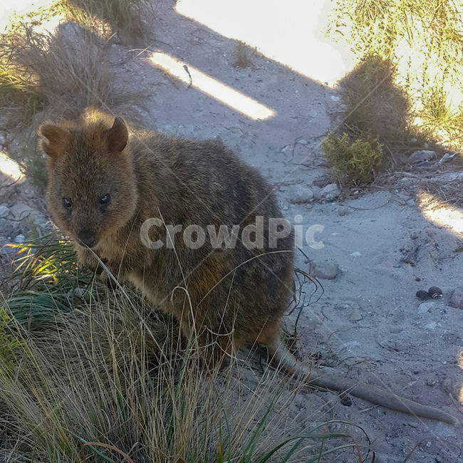쿼카,quokka,로트네스트섬,smileanimal,rottnestisland,호주,서호주,퍼스,동물,animal,포유류,mammal