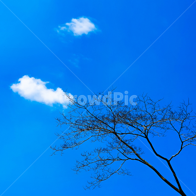 자연풍경,구름,나무,하늘,파란,푸른하늘,파란하늘,나무가지,뭉개구름,맑은하늘,파란색,계절,자연,풍경,nature,landscape,azure sky,푸른 하늘,sky,outdoors,옥외
