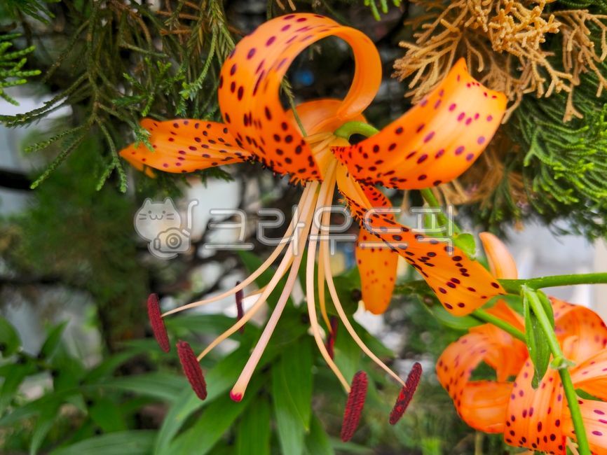 참나리,주아,관상용,백합과,비늘줄기,자주색점