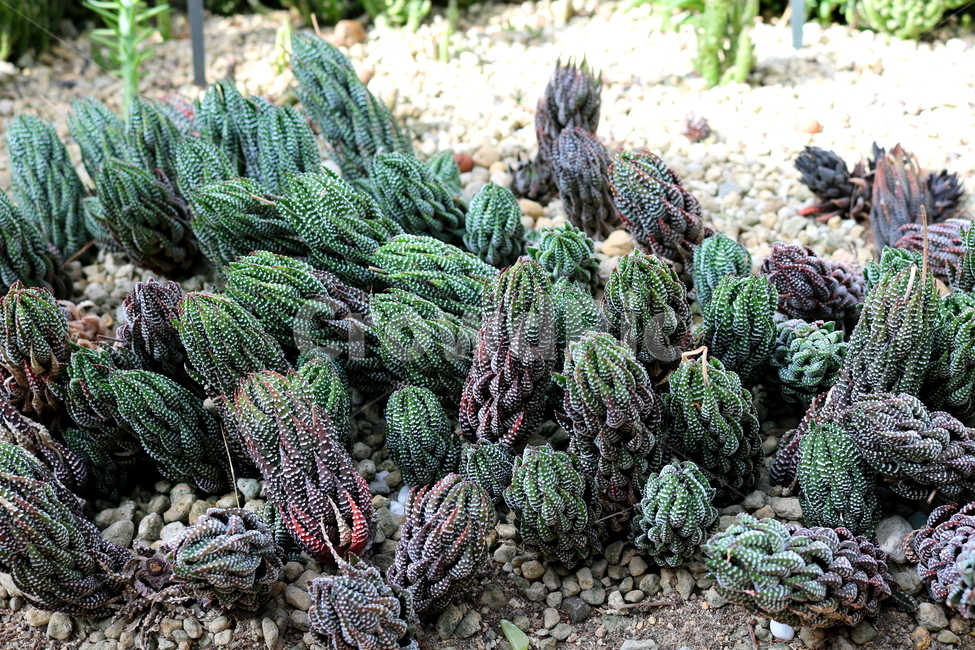 선인장,십이지권,다육식물,식물,자연,식물,자연,plants,nature