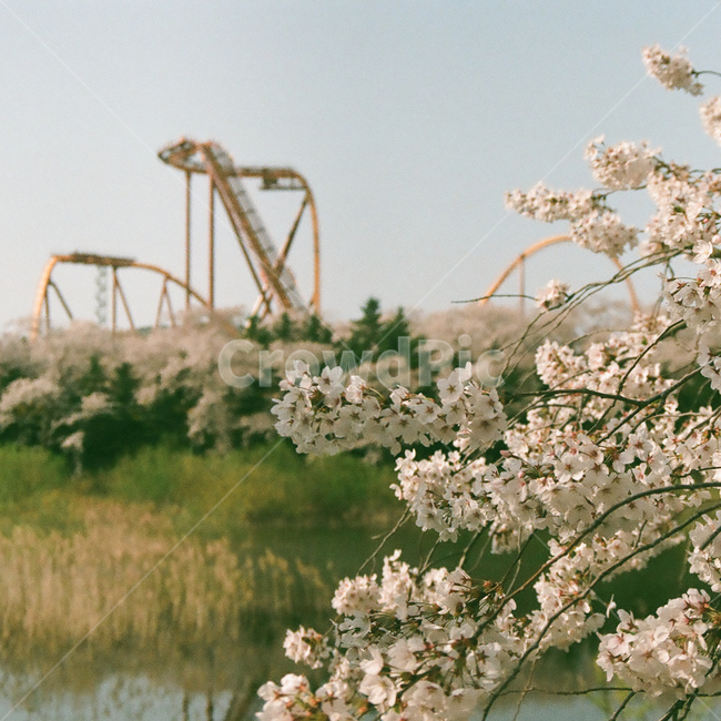 봄,벚꽃,cherryblossom,blossom,flowers,풍경,봄꽃,벚나무,계절,spring,season,식물,자연,plants,nature,꽃,flower,나무,trees,wood,plant,감성,감성사진,빈티지,아날로그,필름,필름사진,필름카메라,film,filmcamera,sensible,feeling,호수,경주,보문,강변,놀이공원,놀이동산,놀이기구,롤러코스터,amusementpark,lake,봄,계절,spring,season