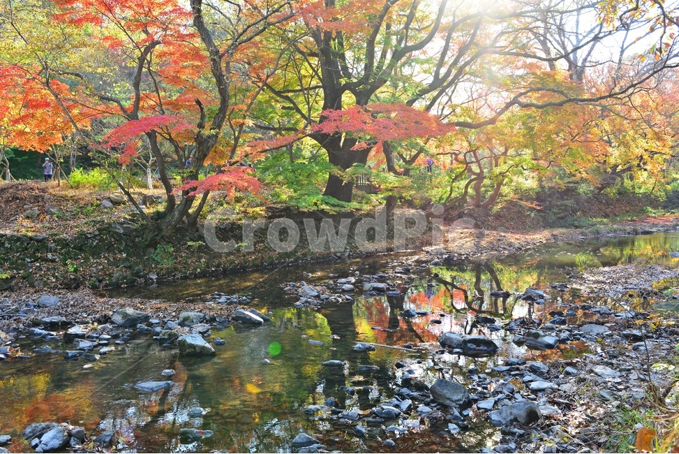 고창,선운사,도솔천,선운사가을,도솔천만추,계곡,가을,계절,추색,추경,만추,경치,경관,풍경,water,물,leaf,잎,nature,자연,outdoors,옥외,maple,단풍,plant,식물,tree,나무,treetrunk,나무줄기,가을,계절,fall,autumn,season,자연,풍경,nature,landscape