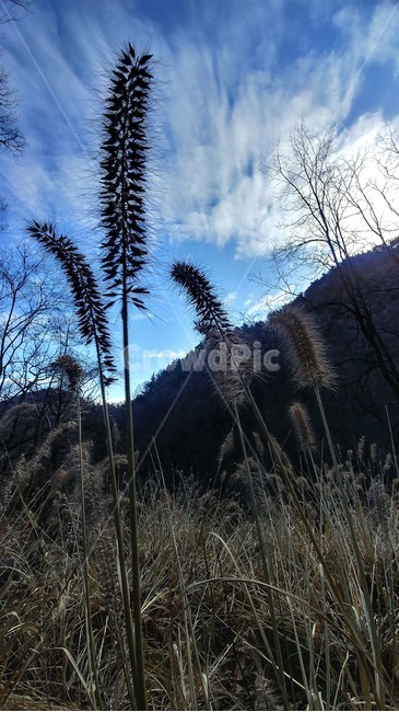 수크령,길갱이,랑미초,하늘,구름,하늘풍경,자연풍경,nature,자연,한국자연,한국풍경