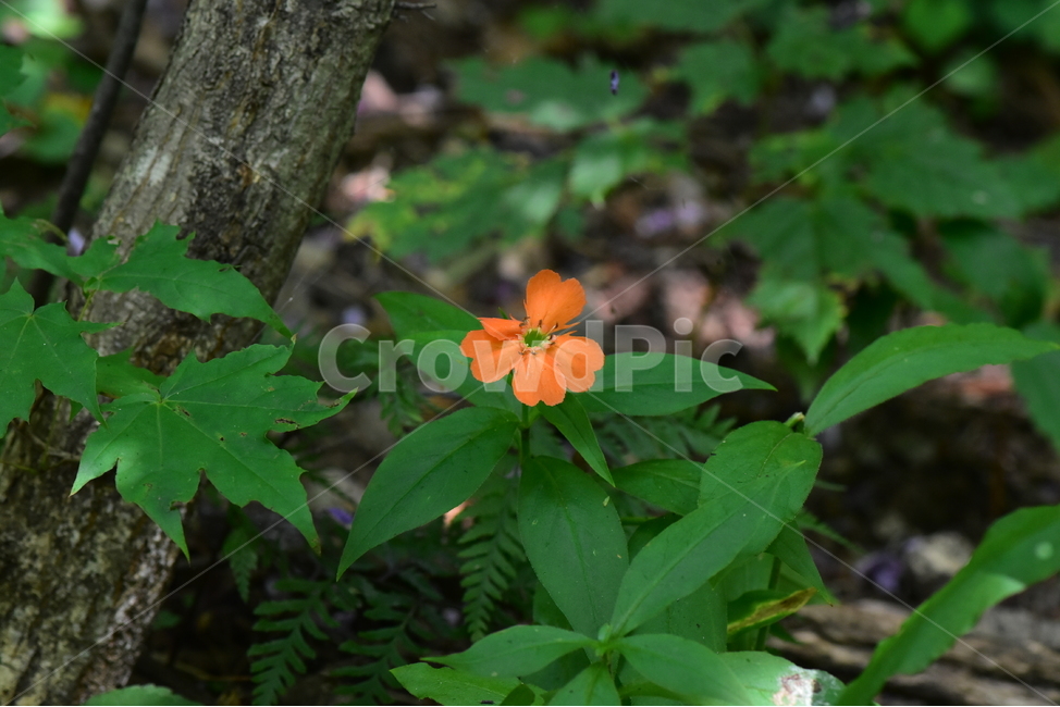 동자꽃,야생화,식물,자연,꽃,생태,힐링,플라워,wildflower,flower,plants,nature,season,감성,느낌,emotion,feeling,여름,오렌지색,여러해살이풀,석죽과,동자꽃속,식물,자연,plants,nature,꽃,flower