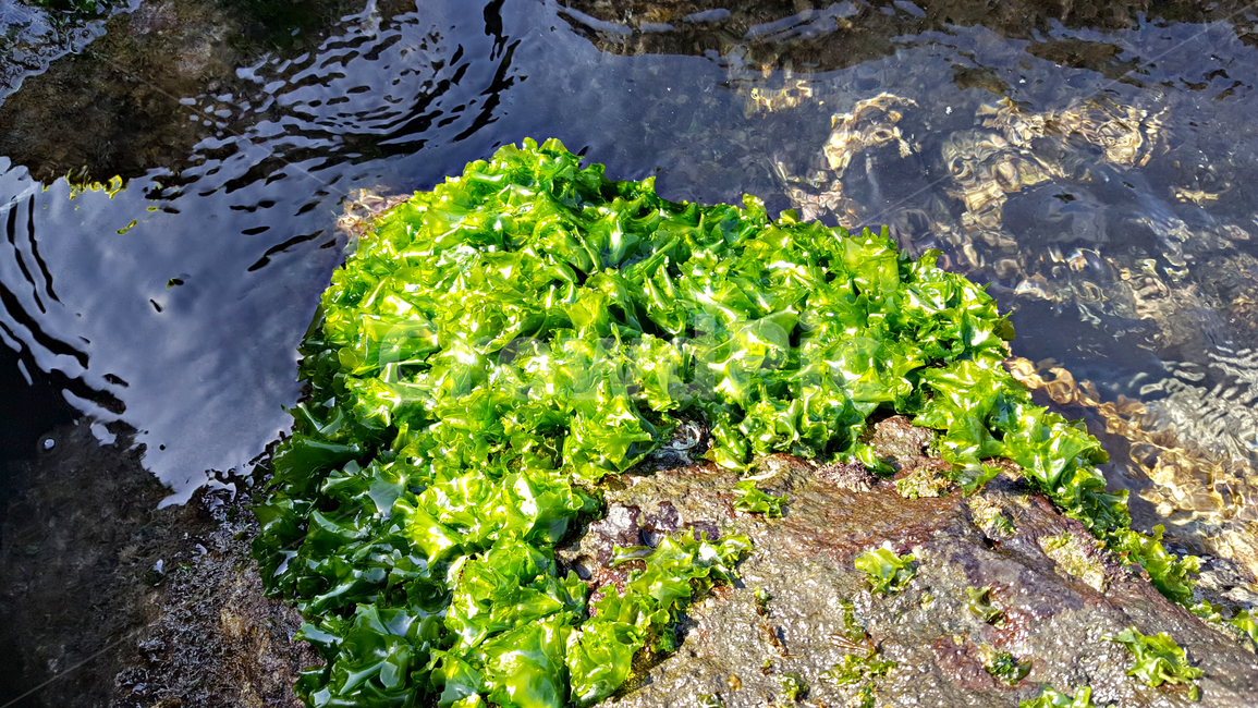 파래,plant,식물,algae,조류