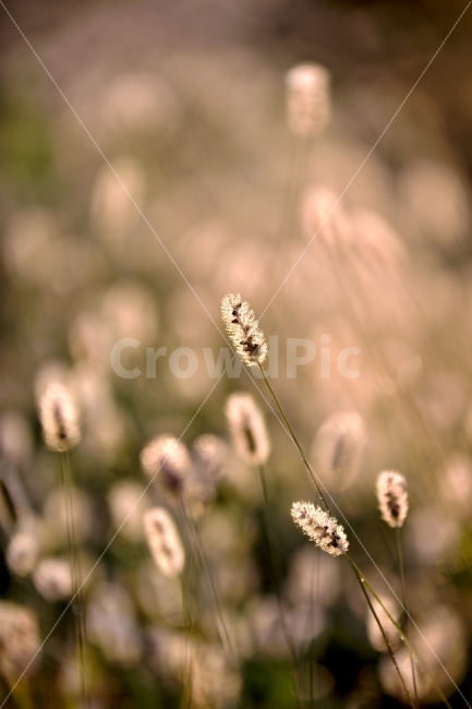 버들강아지,버들,강아지풀,당수동,풍경,식물,자연,plants,nature,감성,sensible,feeling
