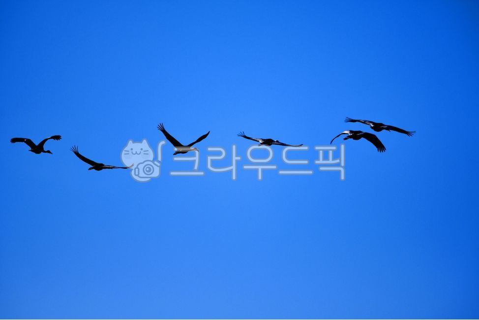 강원도,춸원군,두루미,동물,조류,새,동물,animal,조류,새,birds