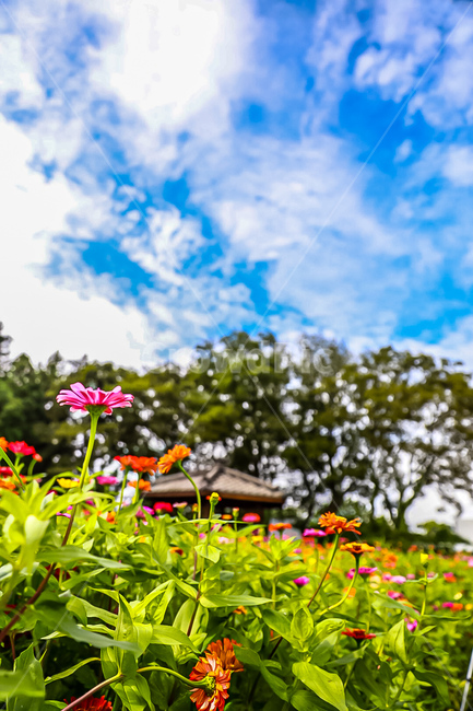 plant,식물,제주도,들,항몽유적지,꽃밭,정자,하늘,구름,식물,자연,plants,nature,꽃,flower
