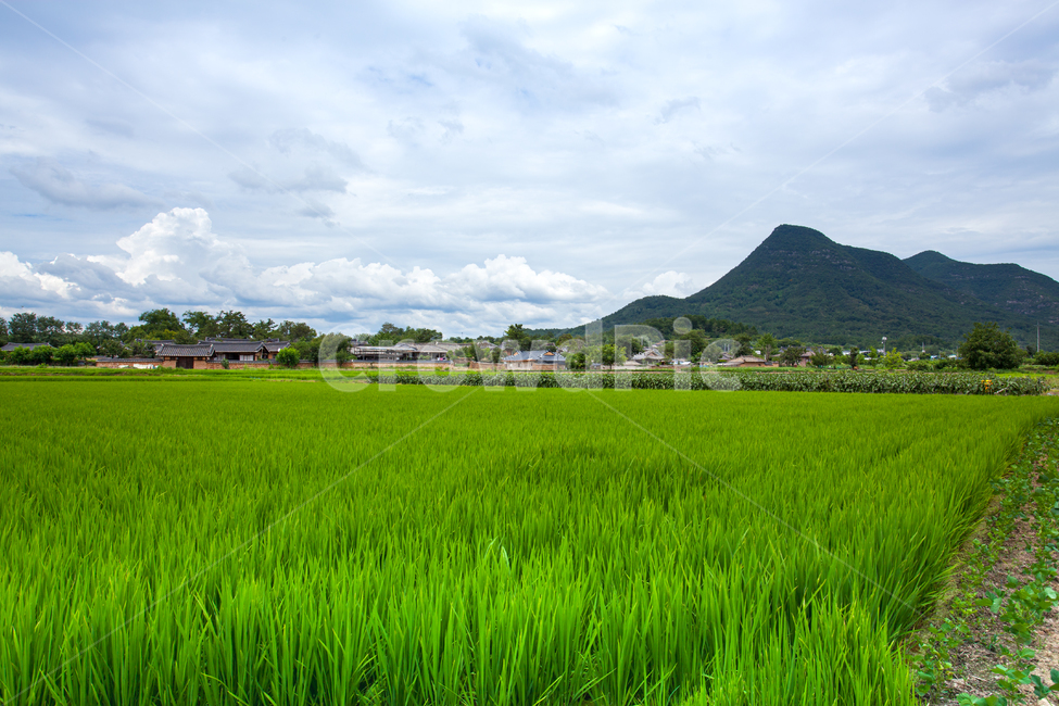 시골,벼,하늘,마을,시골마을,농촌,여름,농사,구름,파란하늘,농업,농사,agriculture,farming,farming industry