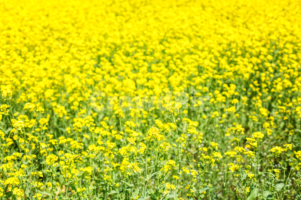 blue sky,nature,Anseong Ranch,yellow,flower garden,full bloom,flower,cloud,Anseong Farm Land,rapeseed,blue,background,plant,sight,rape flower,Tourist destination