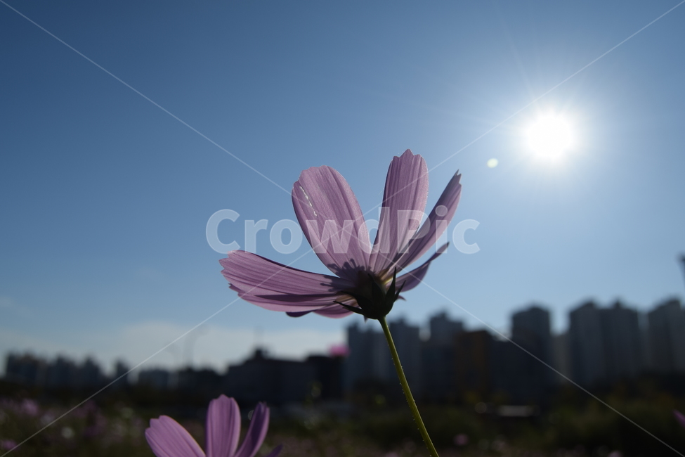 코스모스,꽃,태양,햇빛,풍경,flower,cosmos,landscape,apartment,아파트,grass,풀,군락지,코스모스군락,자연,가을,계절,fall,autumn,season,식물,자연,plants,nature,꽃,flower,plant