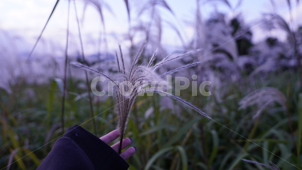 grass,잔디,식물,갈대,갈대밭,가을,계절,fall,autumn,season,식물,자연,plants,nature,plant
