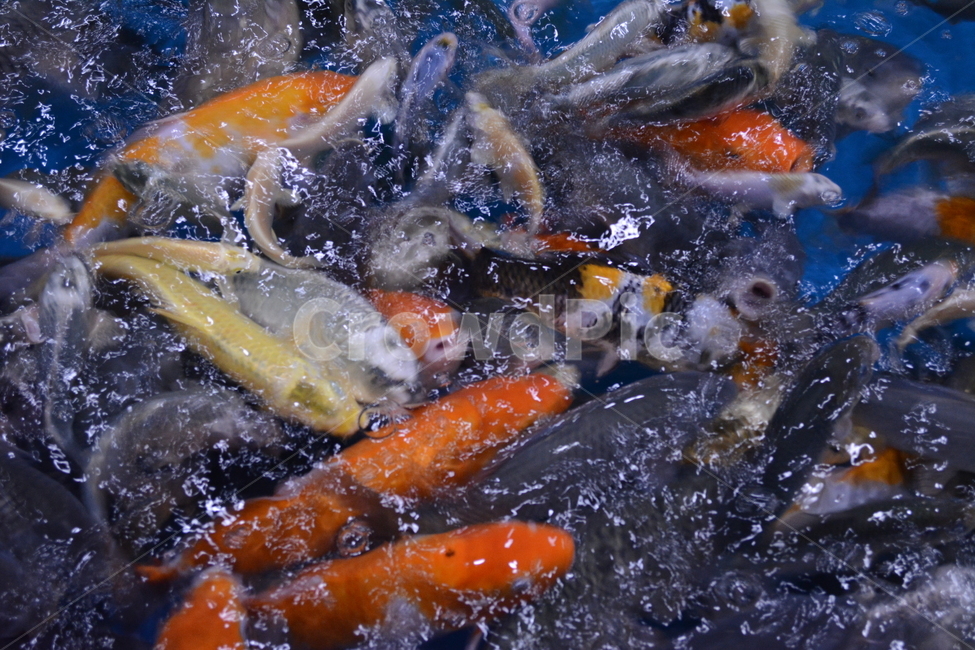 잉어,물고기,많은물고기들,물고기입,fish