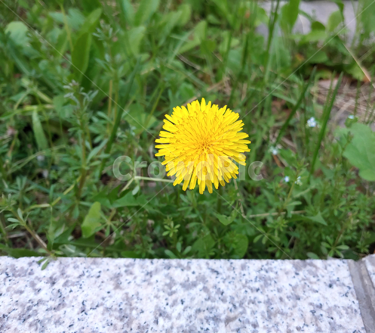 민들레,꽃,노란색,노랑,식물,생명,green,yellow,dandelion,plant,초록,뜰,풀,flower,creature,nature,자연,outdoors,옥외,귀여움,작은,싱그러움,상쾌함,봄