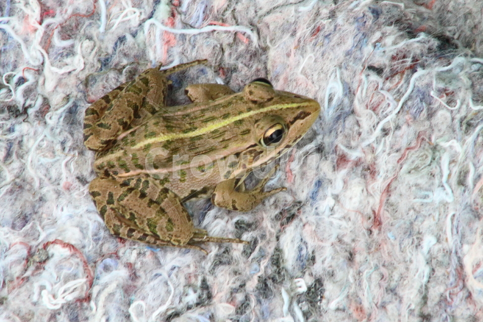 개구리,토종개구리,양서류,동물,frog,동물,animal,파충류,양서류,reptile,amphibian