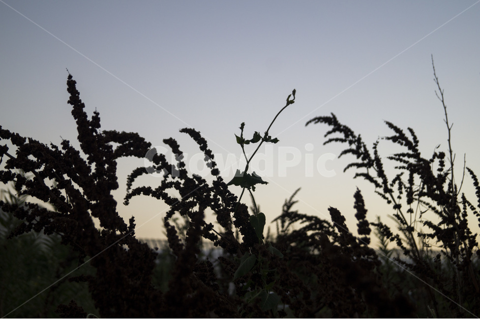 일몰,역광,어둠,그림자,풀,하늘,식물,자연,plants,nature
