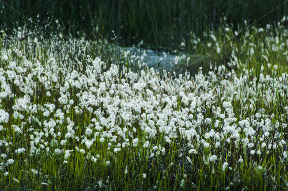 갈대,blossom,아레나리아,plant,식물,flower,꽃,식물,자연,plants,nature