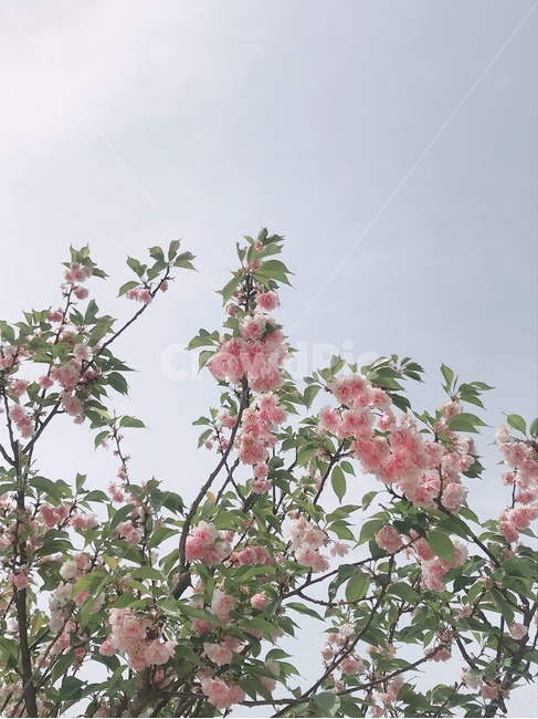 꽃,봄꽃,잎,하늘,청명,맑음,flower,sky,leaf,spring