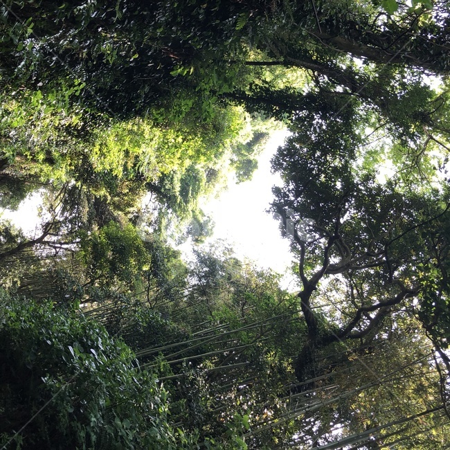 자연,나무,풀,초록,tree,green,하늘
