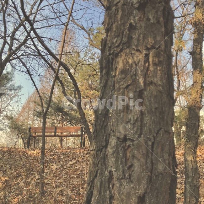 나무,tree,벤치,고독,가을,겨울,쓸쓸함,낙엽