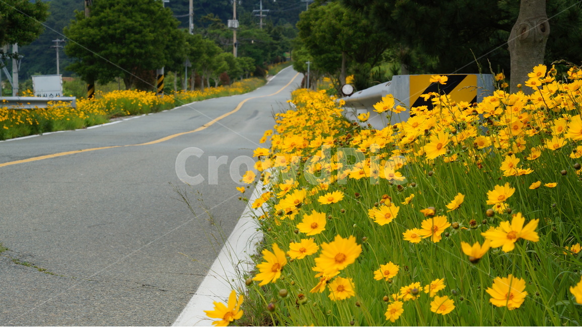 금계국,금계국꽃,꽃,꽃사진,식물,식물,자연,plants,nature,꽃,flower