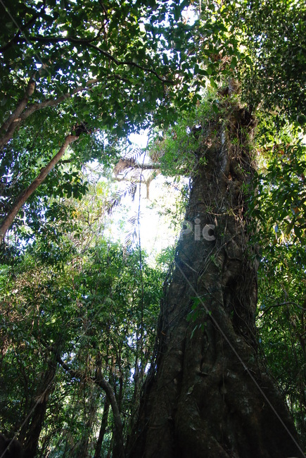 plant,식물,초목,tree,나무,열대우림,rainforest,자연,풍경,nature,landscape