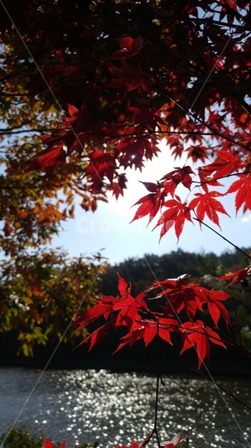 단풍,단풍나무,가을,maple,자연,fall,단풍놀이,산책,여행,가을산,산,배경,붉은색,빨강,힐링,감성,나무,풍경,디자인,10월,11월,단풍잎,가을,계절,fall,autumn,season,식물,자연,plants,nature,plant,leaf,잎,tree