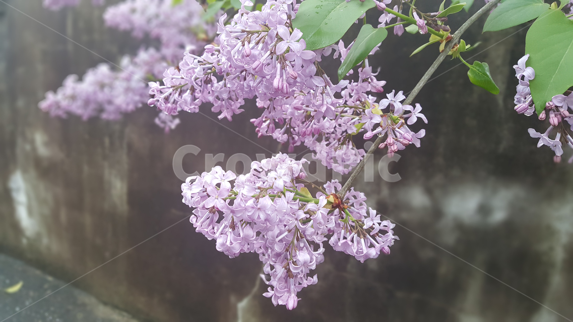 비,라일락,꽃,봄비,봄,날씨,보라색,보랏빛,물방울,맺혀진,식물,자연,plants,nature,꽃,flower