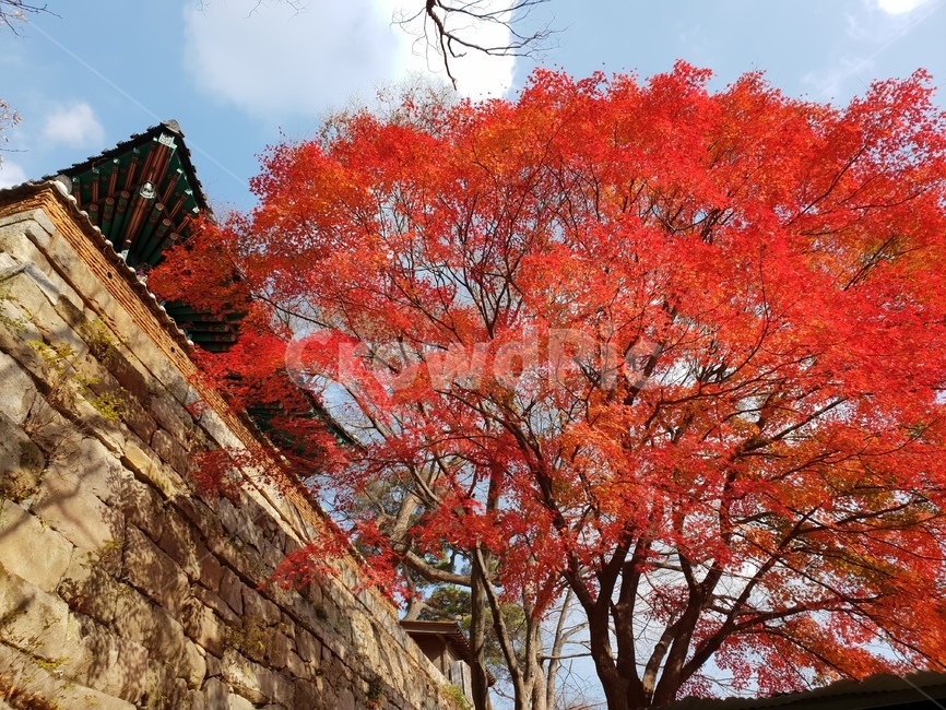 단풍,가을,풍경,사찰,자연,tree,나무,plant,식물,maple
