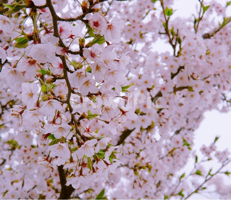 벚꽃,봄,꽃,감성,벚나무,봄,계절,spring,season,식물,자연,plants,nature,꽃,flower,plant,blossom