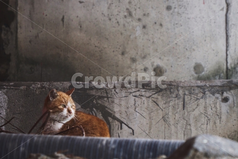 고양이,동물,야생동물,겨울,가을,겨울,계절,winter,season,동물,animal,포유류,mammal,고양이,cat,kitten,kitty
