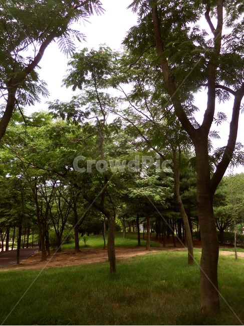 여름공원,공원풍경,공원,나무,숲,자연,풍경,nature,landscape,tree,plant,식물,tree trunk,나무 줄기