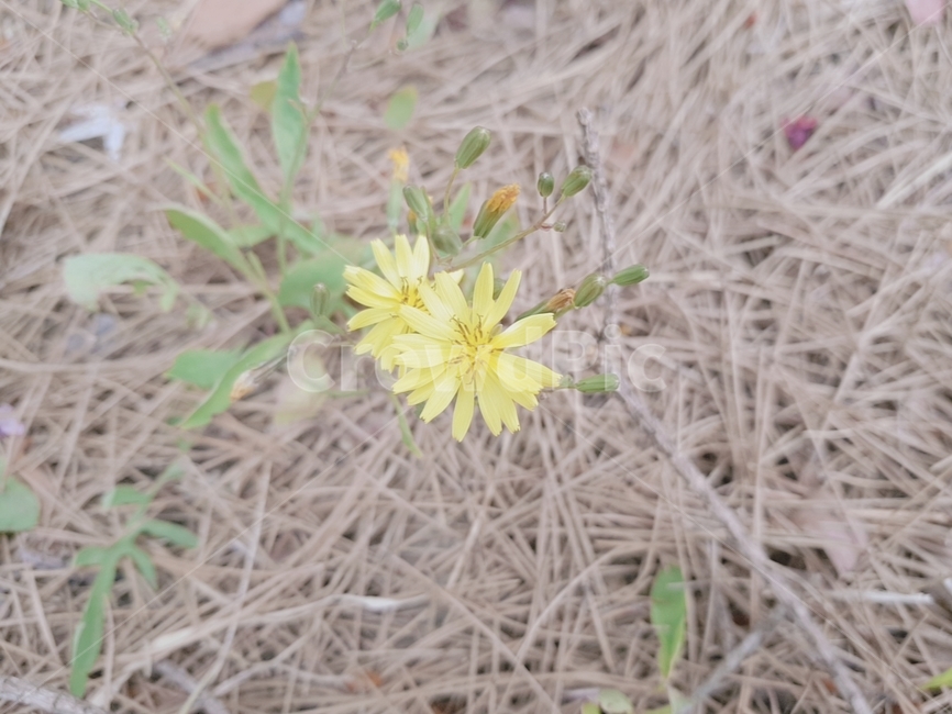 봄,봄꽃,꽃,spring,flower,노랑,노란색,yellow,예쁜,아름다운,beautiful