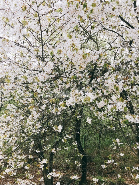 꽃나무,꽃,봄,꽃놀이,벚꽃,식물,자연,plants,nature,꽃,flower