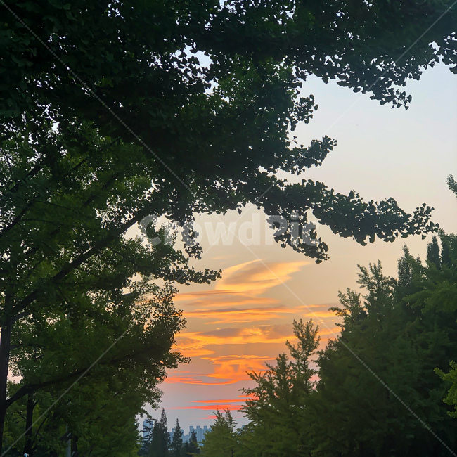 옥외,outdoors,sky,저녁노을,노을,하늘,자연,나무,식물,자연,풍경,nature,landscape,tree,plant