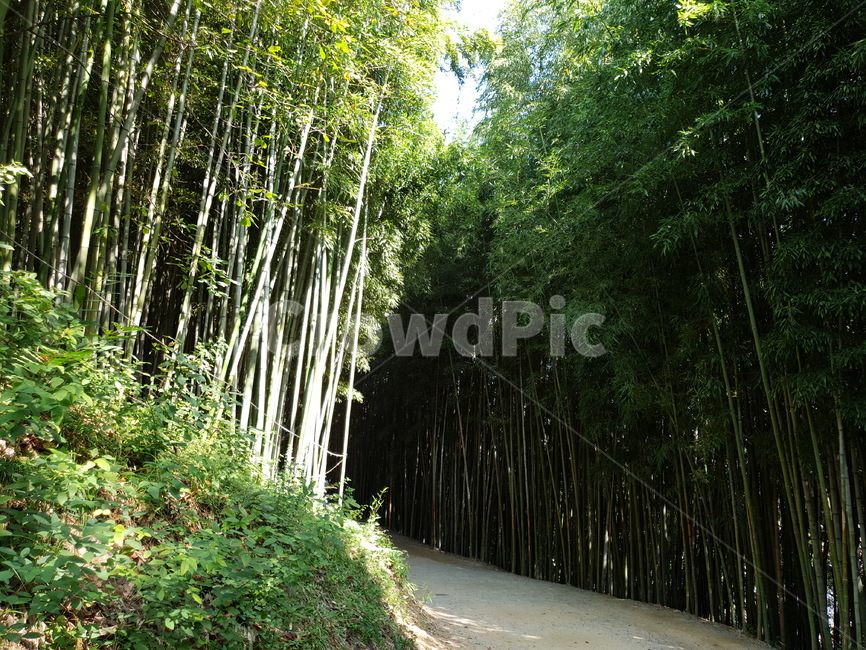 plant,식물,죽녹원,대나무,자연,식물,자연,plants,nature,나무,trees,wood