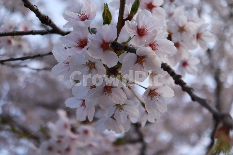 봄꽃,벚꽃,cherryblossom,flower,blossom