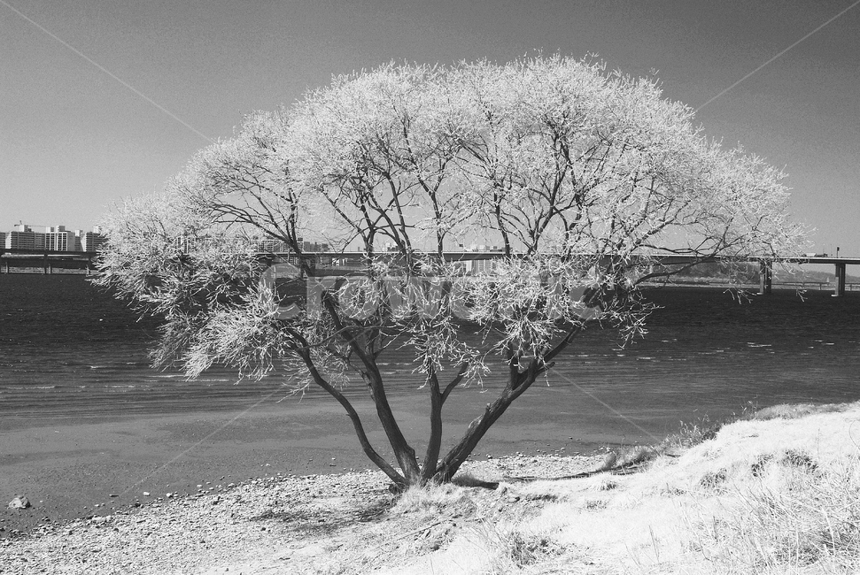 nature,자연,outdoors,옥외,tree,나무,한강고수부지,적외선,적외선카메라,적외선사진,infrared,적외선필터,흑백,흑백사진,흑백,모노톤,monochrome,black and white