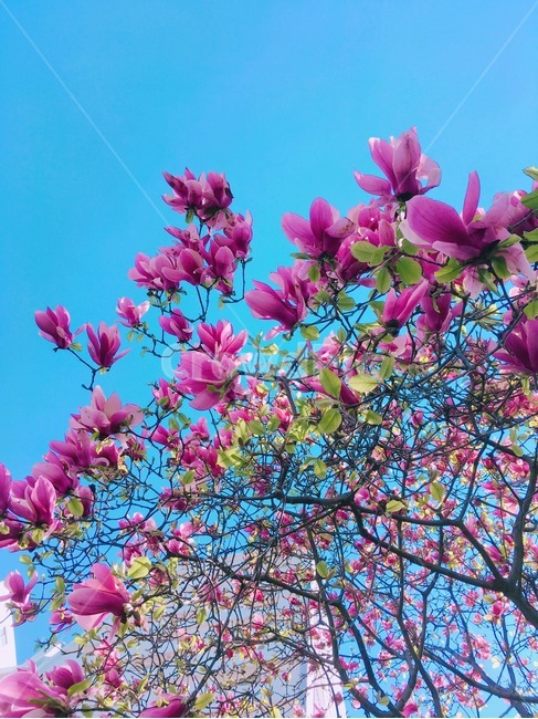 봄,꽃,분홍색꽃,파란하늘,하늘,식물,자연,plants,nature,꽃,flower