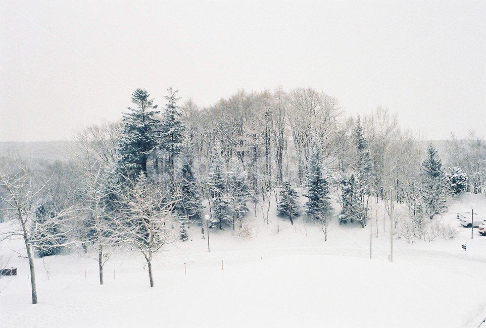 눈,겨울,계절,snow,season,자연,눈보라,nature,winter,tree,나무,겨울,계절,winter,season