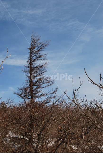 wind noise,mountains,ecosystem,Sogeumgang River,scenery,mountaineering,trees,healing,100 famous mountains,Korean famous mountain,season,land,Gangwon,Korea,sky,nature,hiking,Noinbong Peak,environment,emotion,Korean mountain climbing,snow,Odaesan Mountain,t