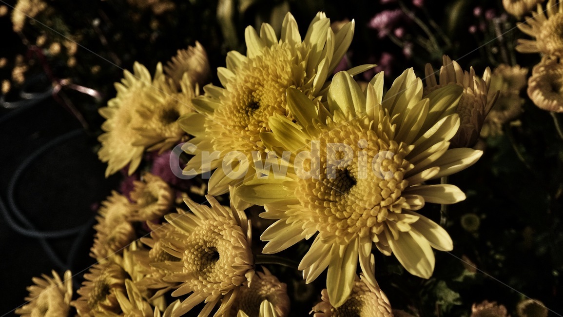 꽃,어두운,죽어가는,화분,식물,식물,자연,plants,nature,꽃,flower