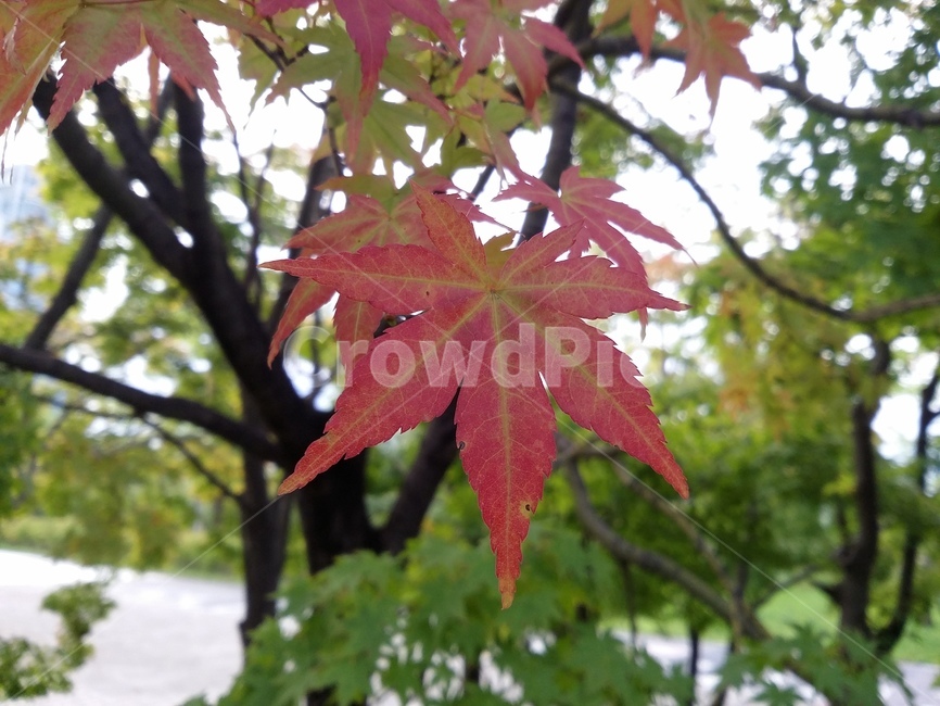 plant,식물,leaf,잎,tree,나무,maple,단풍,가을,계절,fall,autumn,season,식물,자연,plants,nature