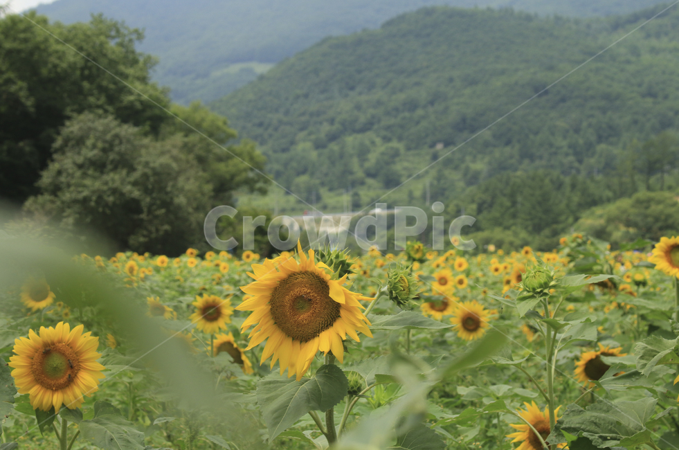 plant,식물,blossom,flower,꽃,sunflower,해바라기,밭,해바라기밭,들판,노란,초록,노랑,yellow,green