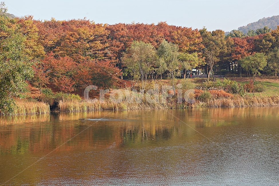 인천대공원,호수,단풍,단풍나무,풍경,아침,안개,나무,울긋불긋,가을,식물,자연,공원,낙엽,하늘,가을,계절,fall,autumn,season,자연,풍경,nature,landscape,outdoors,옥외,water,물,land,땅