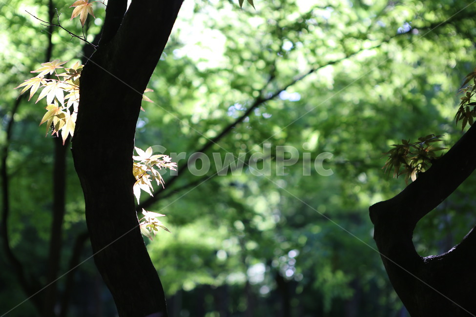 자연,nature,빛,봄,초록,오후,sunshine,green,afternoon,tree,나무,단풍나무,식물,자연,plants,nature,나무,trees,wood,휴식,힐링,rest,relaxation,healing