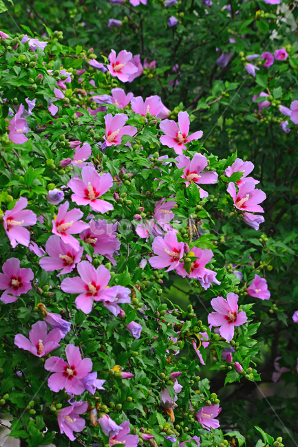 무궁화,나라꽃,꽃,우리꽃,국화,분홍색,핑크색,배경,바탕,백그라운드,flowers,korean,mugunghwa,roseofsharon,hibiscus,식물,나무꽃,아름다움,꽃송이,꽃잎,잎사귀,우리나라꽃,nationalflower,background,plant,blossom,한국적
