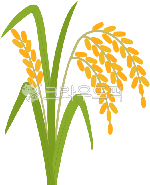 Rice,rice,farming,grain,rice illustration,fall,rural area,harvest,good harvest,harvest,Thanksgiving,food,illustration,harvest illustration,white rice,rice farming,grain,paddy field,field,cultivation,rice drawing,ear of rice