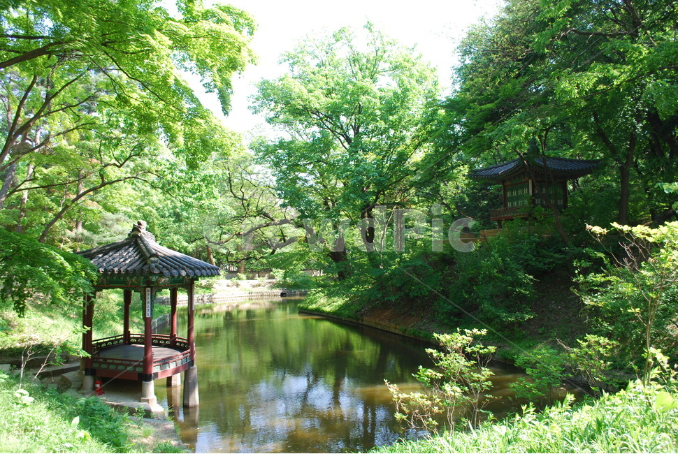 후원,신록,관람지,관람정,창덕궁,자연,풍경,nature,landscape,한국자연풍경,한국자연경관,korea nature landscape,한국전통,한국문화,korean traditional,korean culture,랜드마크,landmark,tourist attraction,한국랜드마크,한국관광지,한국명소,korea landmark,korea tourist attraction,outdoors,옥외,water,물